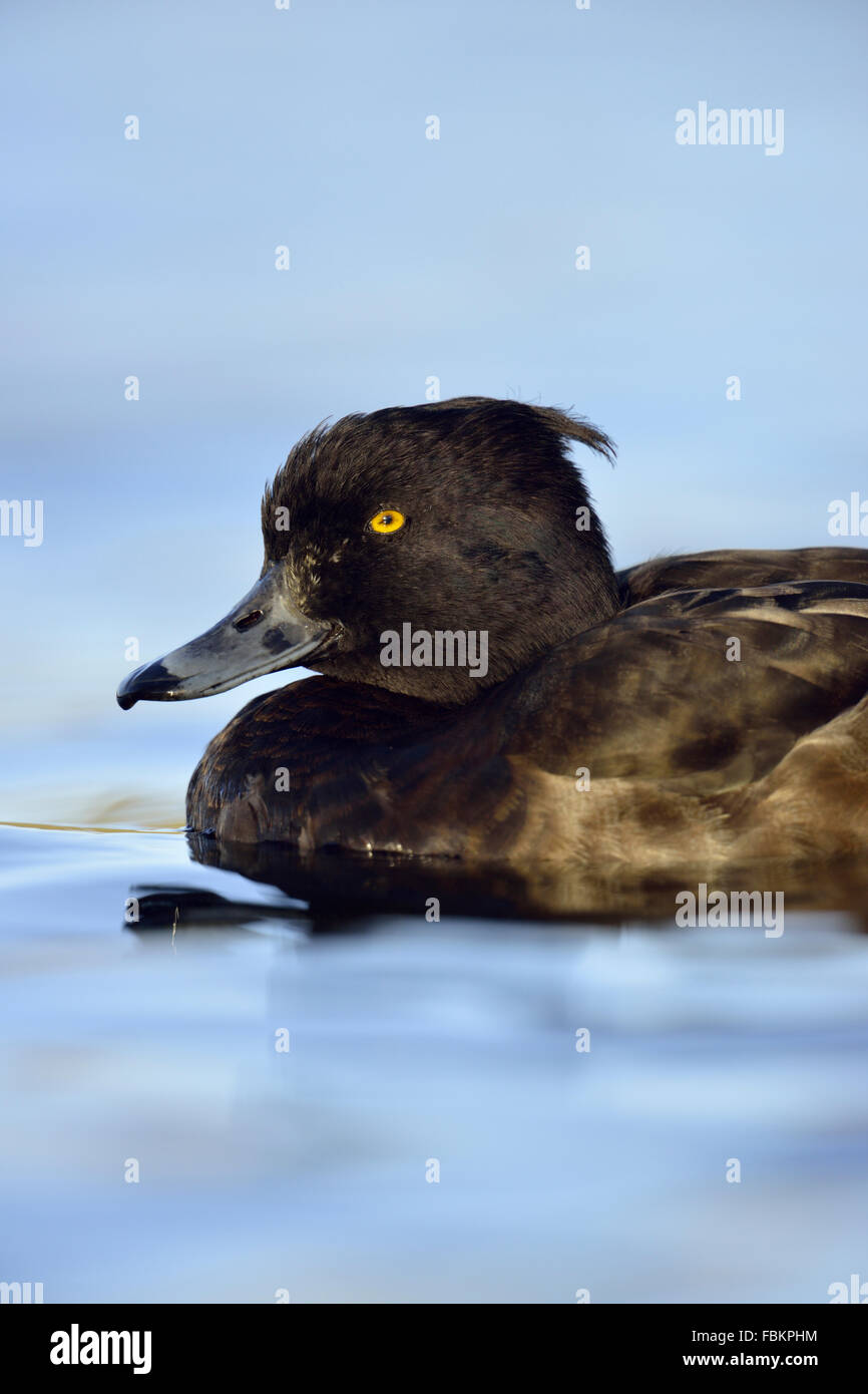 Anatra tufata / Reiherente ( Aythya fuligula ), femmina, primo piano, ritratto della testa, fauna selvatica, Europa, Germania. Foto Stock