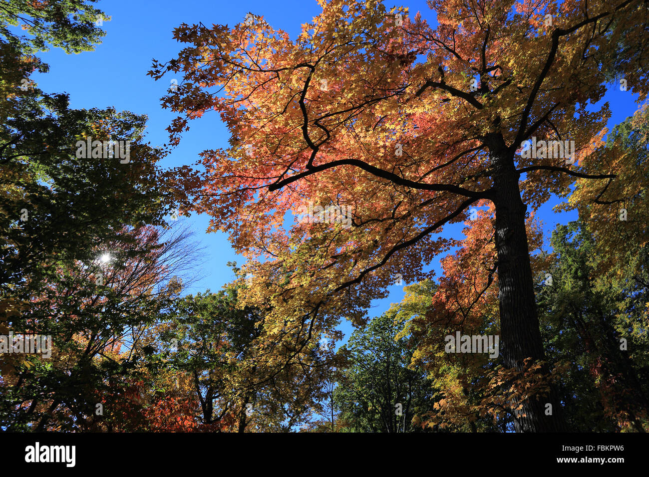 Tibbetts Brook Park Yonkers New York Foto Stock