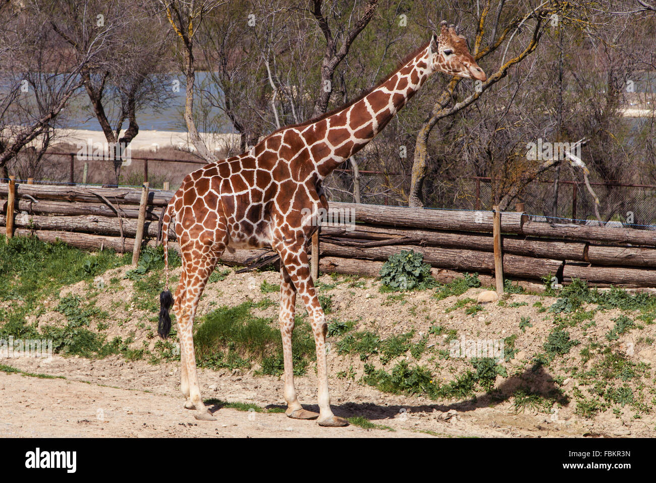 Giraffa somala (Giraffa camelopardalis reticulata). Foto Stock