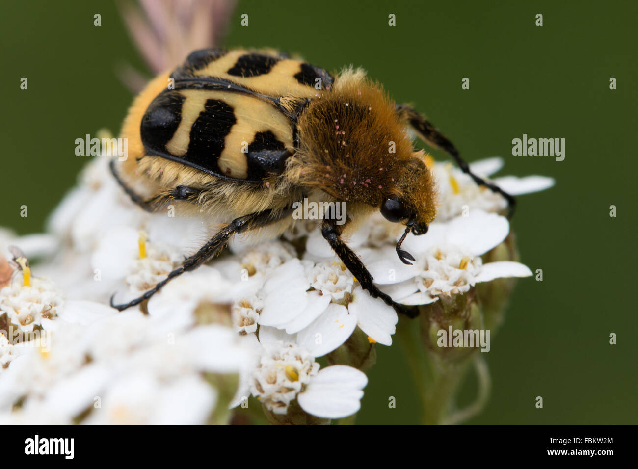 Bee Beetle (Trichius sp.) su Yarrow (Achillea millefolium) Fiori Foto Stock
