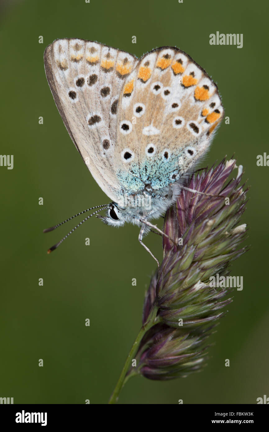Adonis blu (Polyommatus bellargus) poggiante su un sementi da prato Foto Stock
