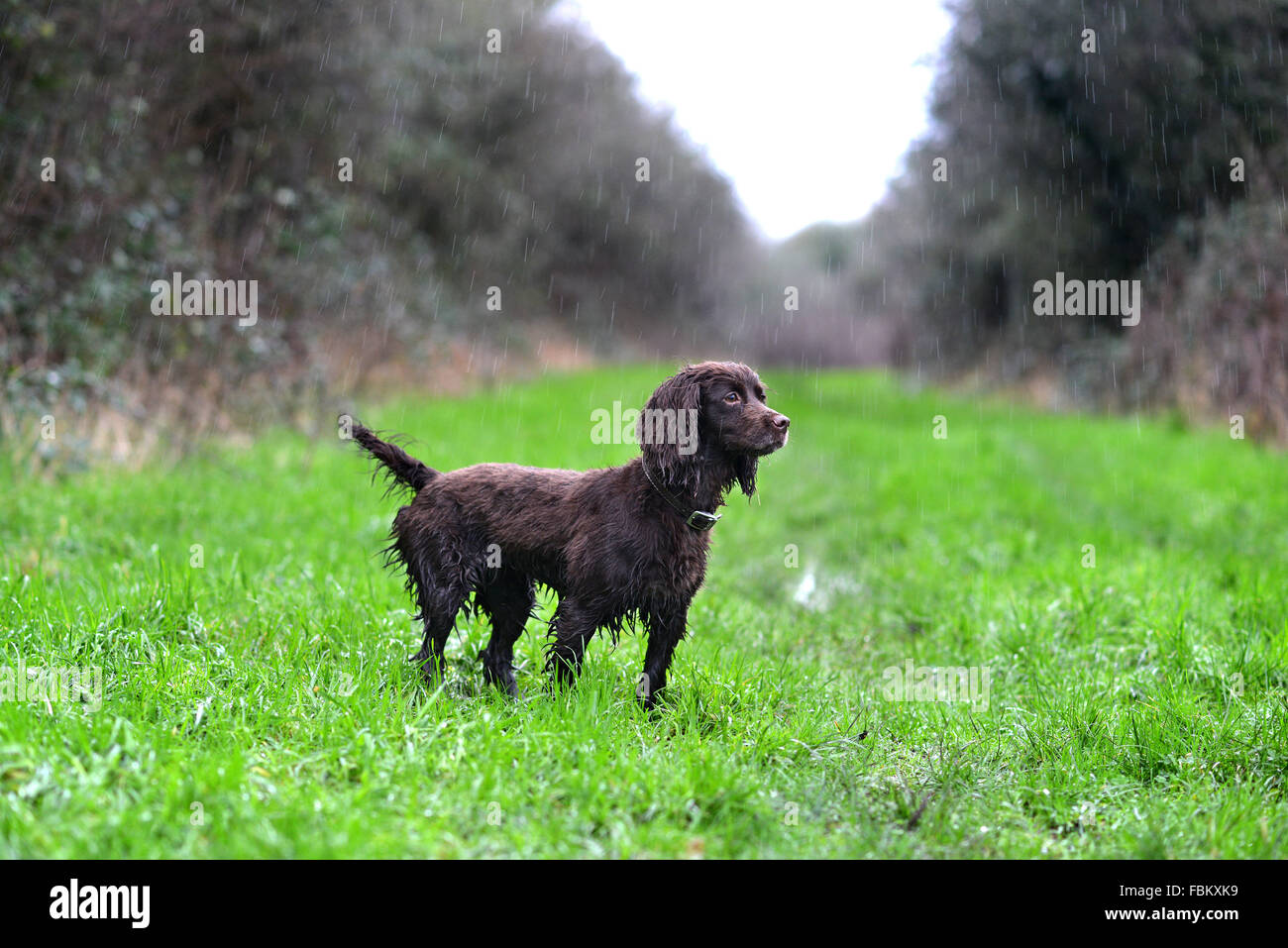Wet cocker spaniel n la pioggia Foto Stock