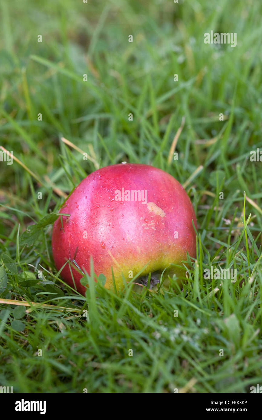 Malus domestica. Un singolo red apple nell'erba. Foto Stock