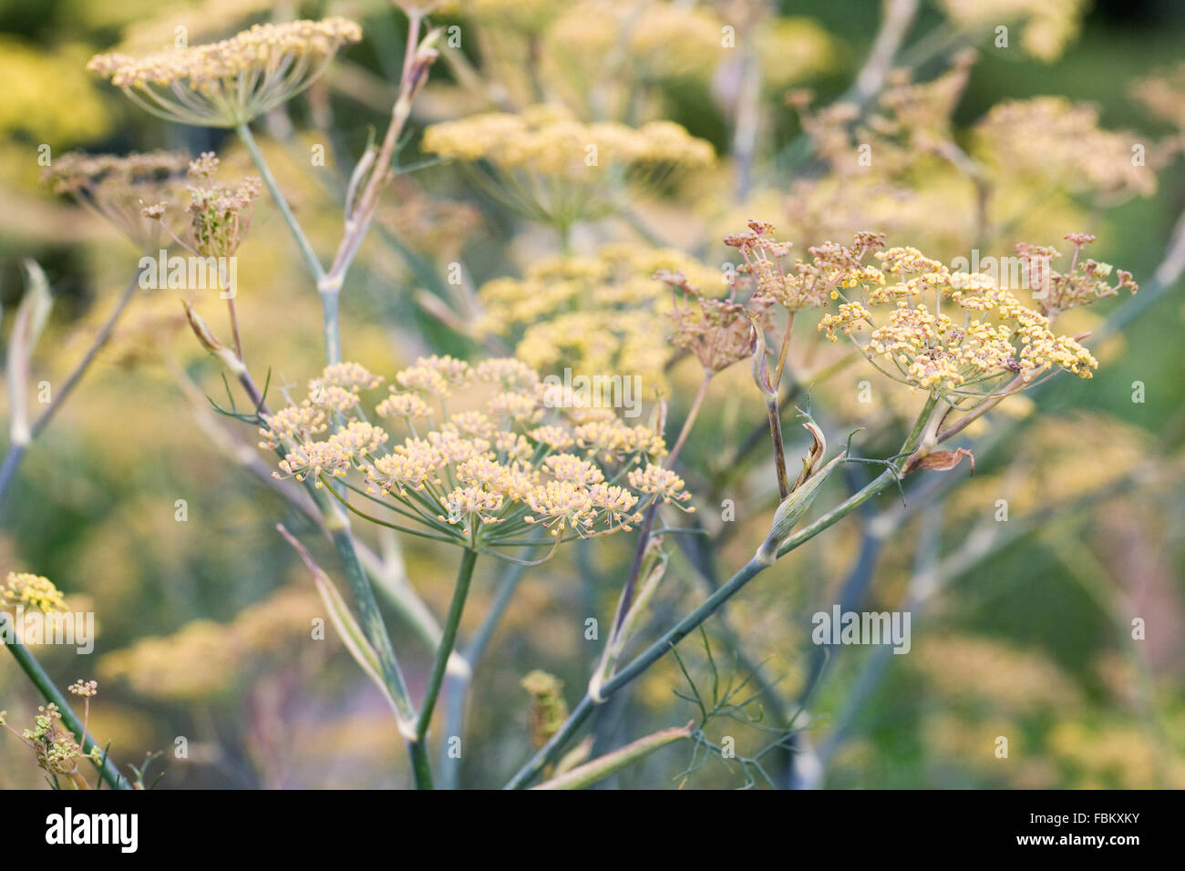 Foeniculum vulgare. Il finocchio seedheads in estate. Foto Stock