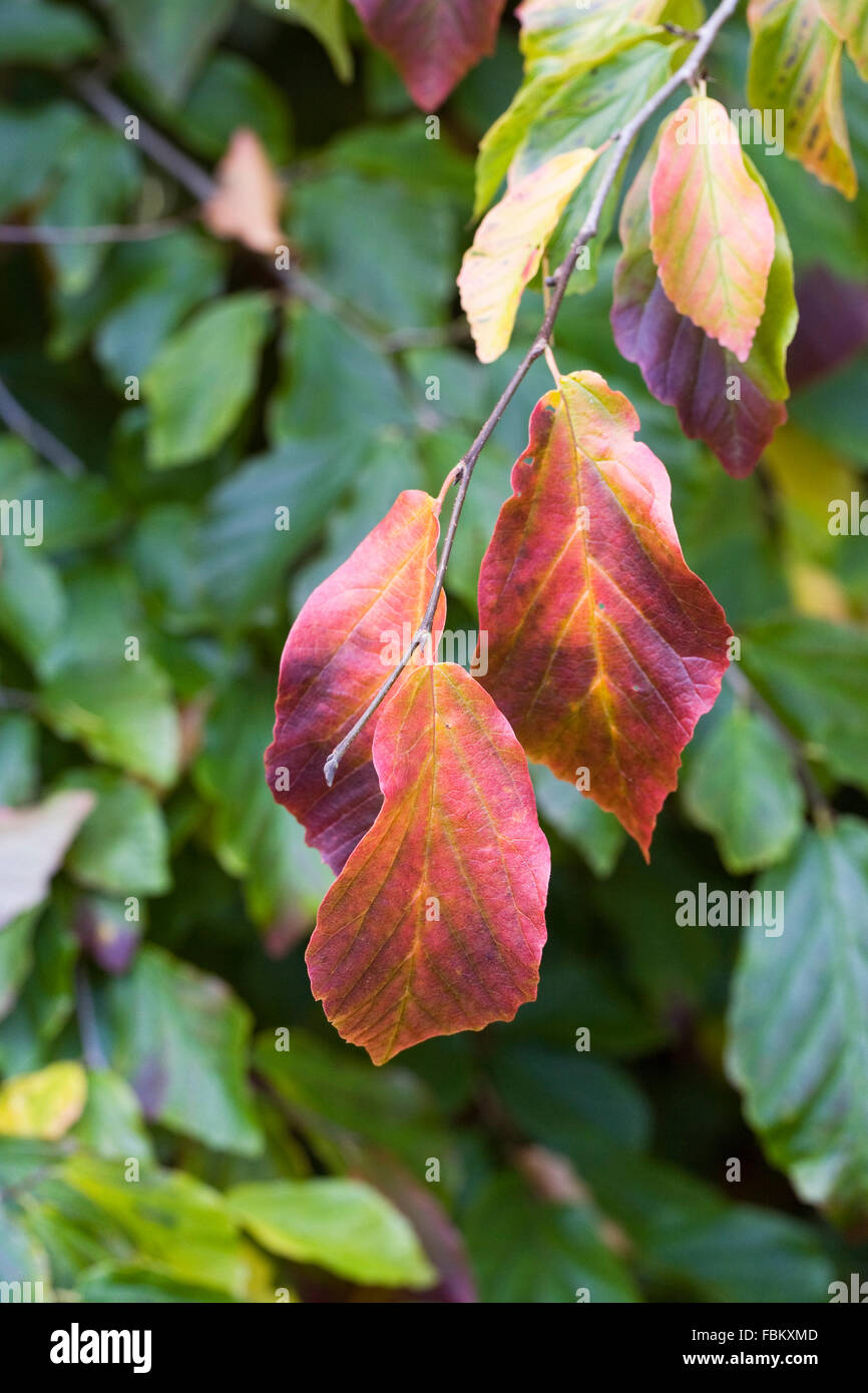 Parrotia persica le foglie in autunno. Foto Stock