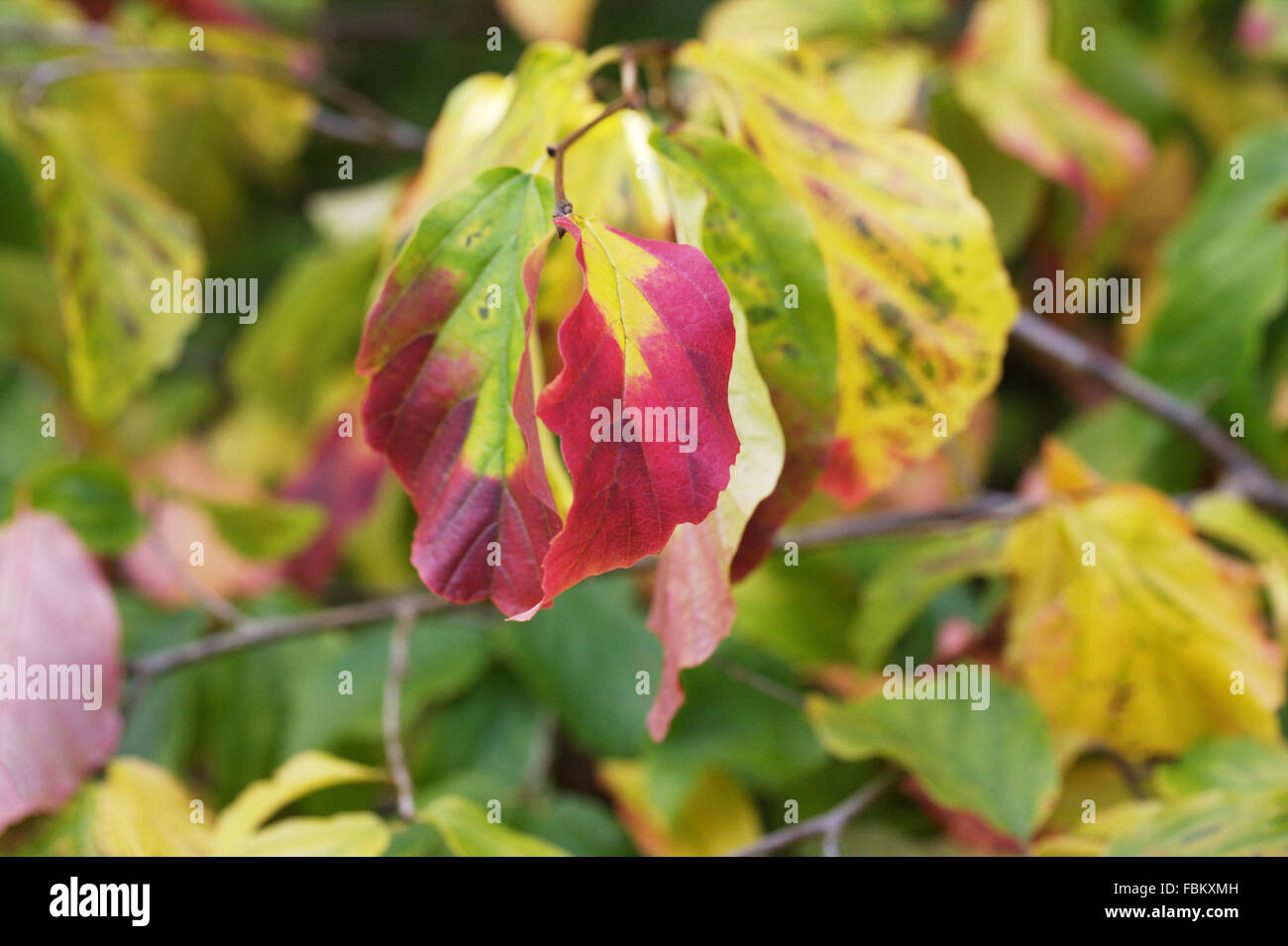 Parrotia persica le foglie in autunno. Foto Stock