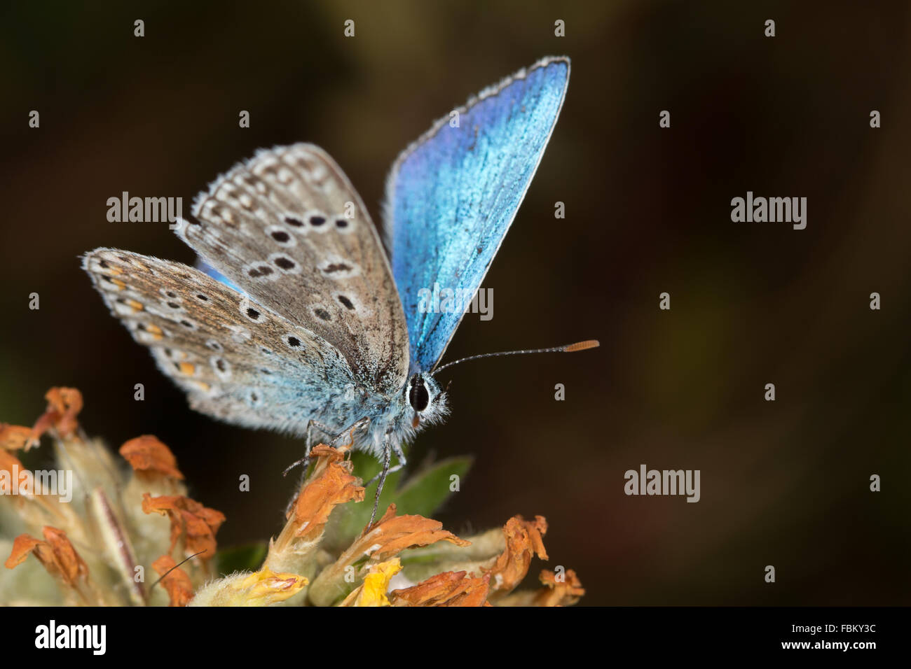 Adonis blu (Polyommatus bellargus) Foto Stock