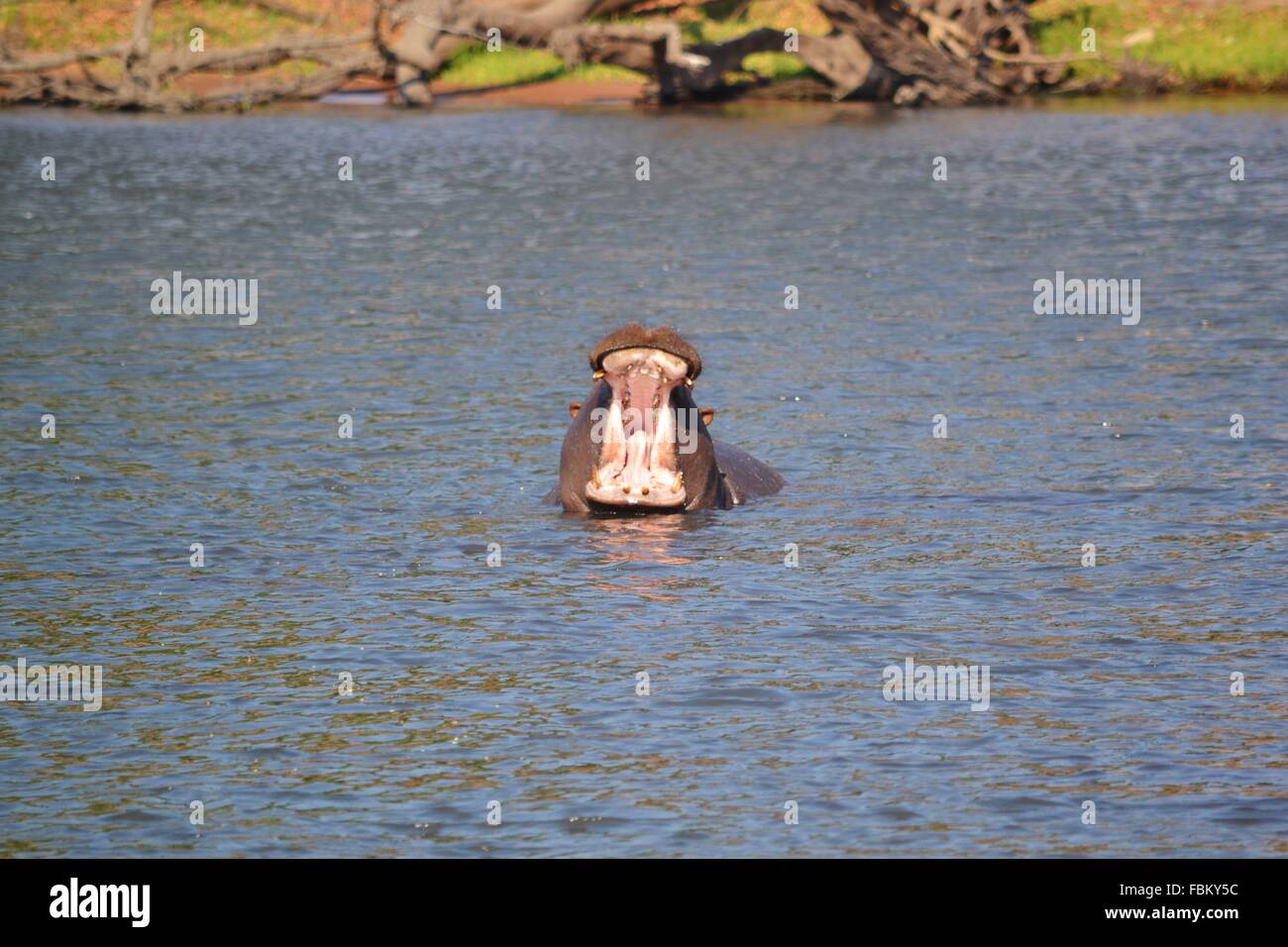 Sbadigliare ippona sulle rive di un fiume safari nel Chobe National Park, Botswana, Africa. Foto Stock