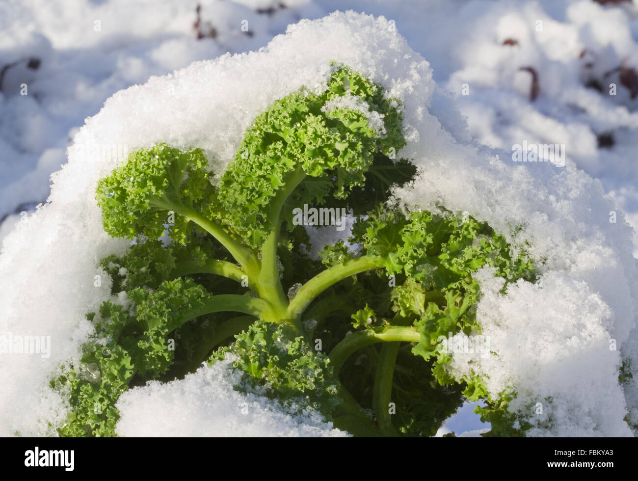 Congelati Kale sul campo coperto di neve Foto Stock