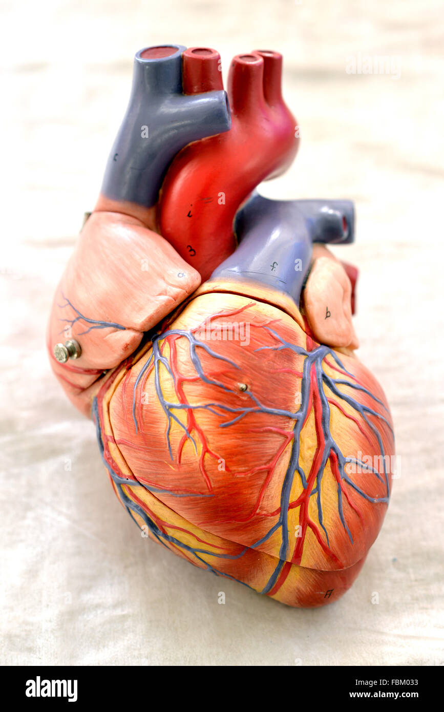 Cuore in plastica modello Foto Stock
