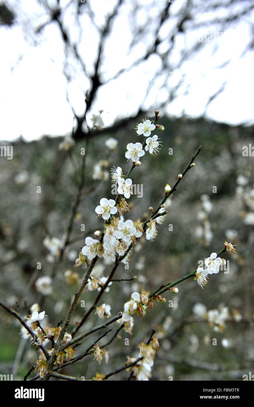 Natura, oggetti, all'aperto, fuori, fotografia, prugna, prugna Fiore Foto Stock
