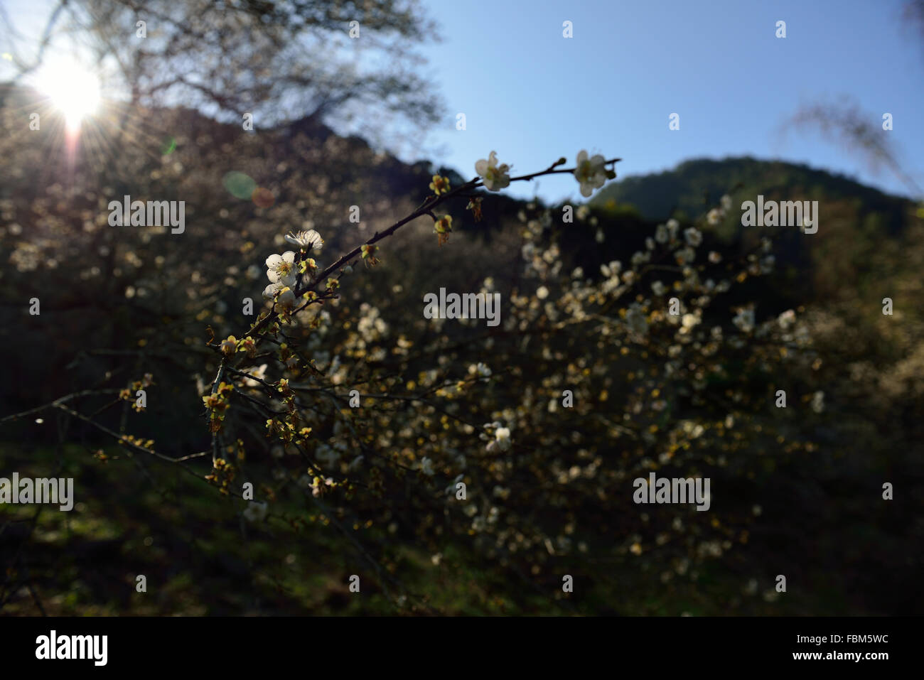 Natura, oggetti, all'aperto, fuori, fotografia, prugna, prugna Fiore, susino, Prefettura, il fuoco selettivo, sky, Foto Stock