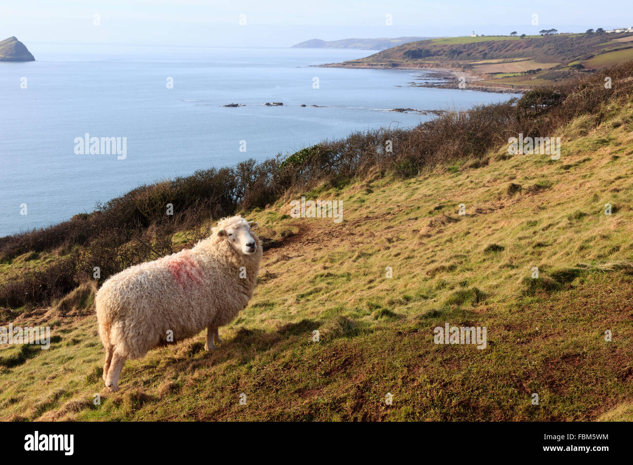 Hardy Whiteface Dartmoor pecora utilizzati per il pascolo invernale sulla zona di conservazione cliff tops sopra Baia di Wembury, Devon, Regno Unito Foto Stock