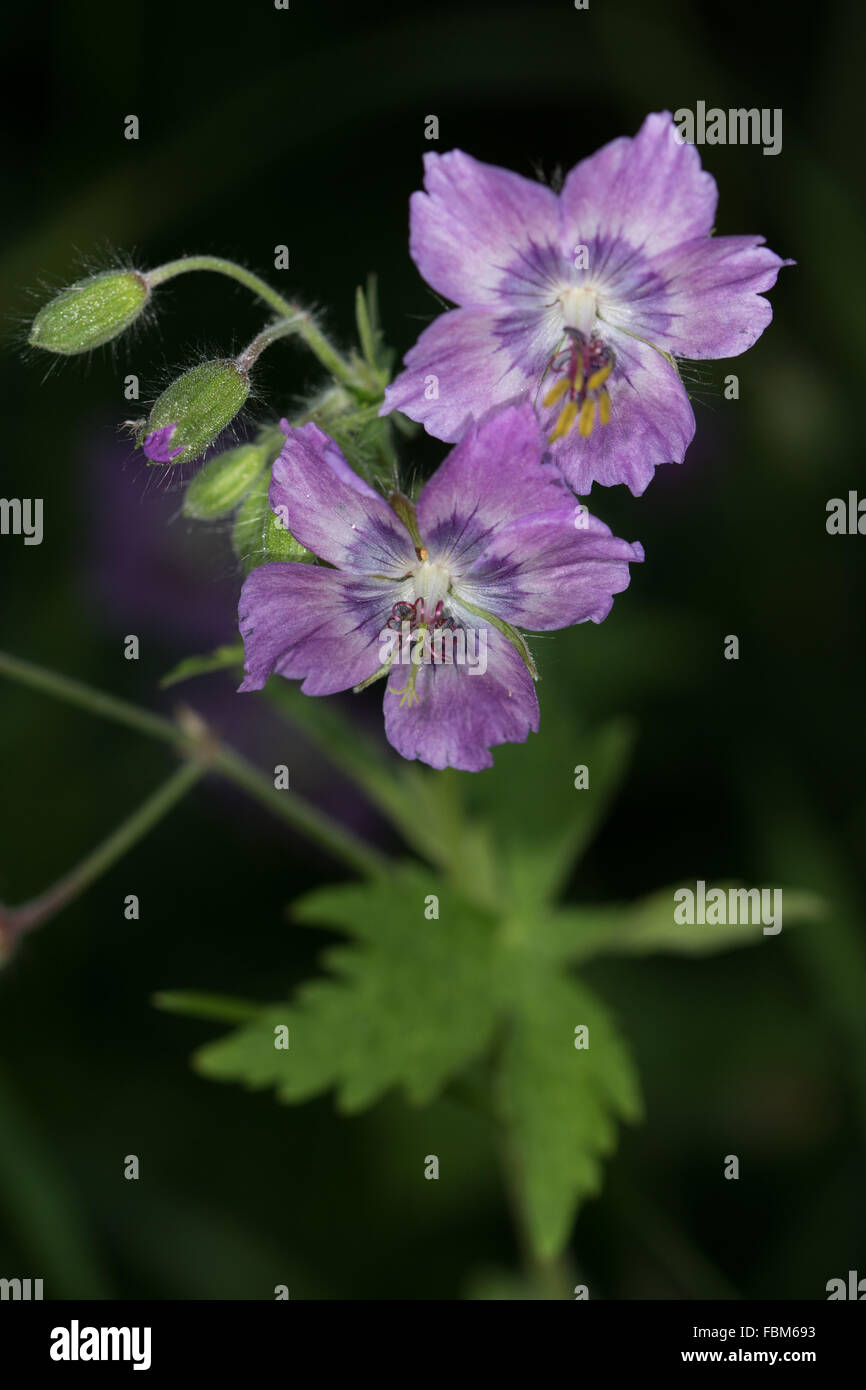 Dusky Cranesbill (Geranio phaeum) Fiori Foto Stock