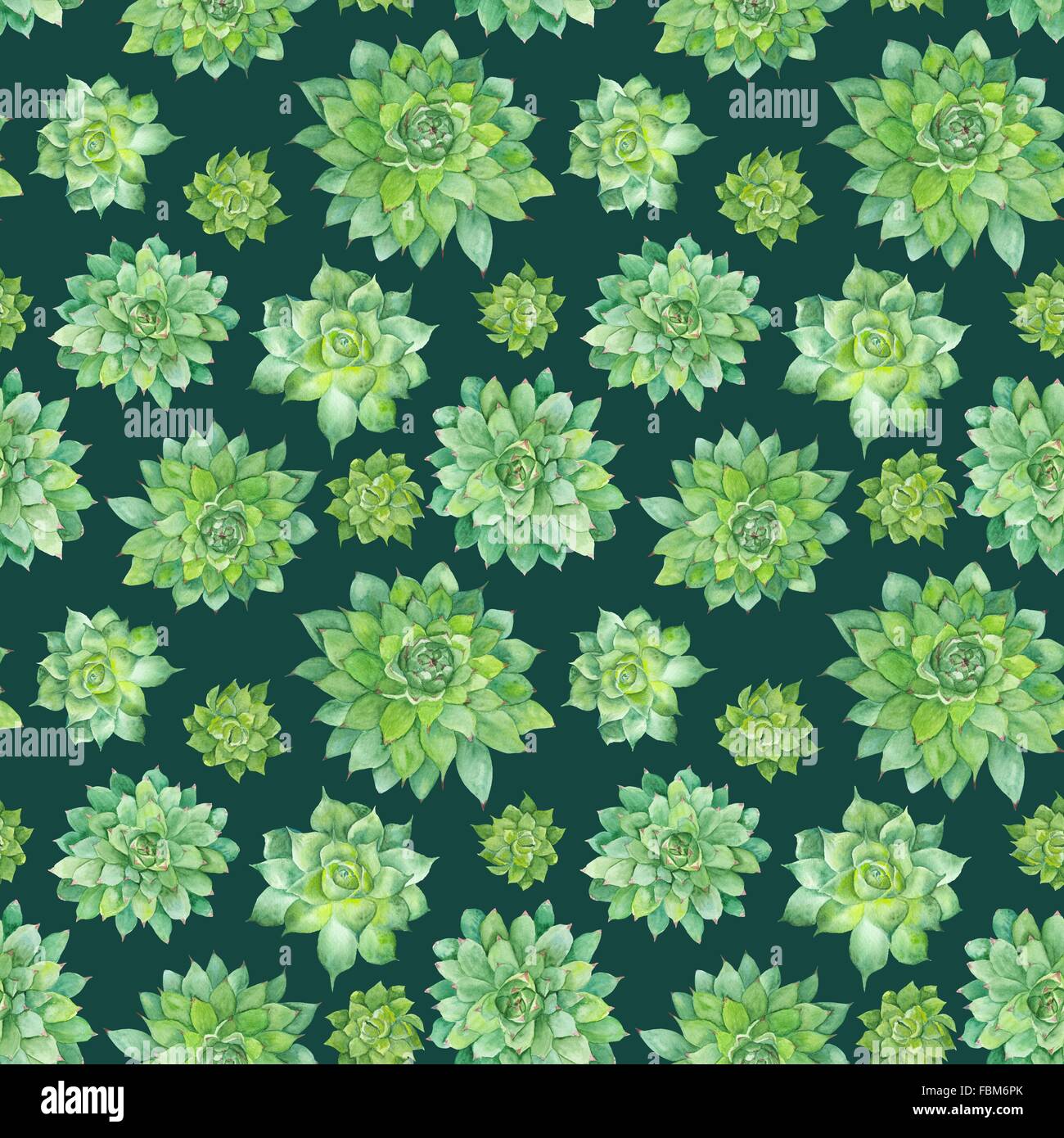 Dipinte a mano e senza soluzione di continuità con texture verde pianta tropicale isolata su sfondo bianco, Sempervivum illustrazione botanica Foto Stock