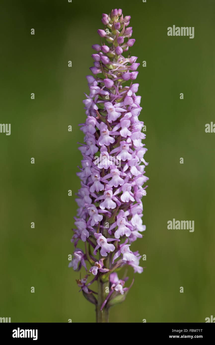 Fragranti Orchidea (Gymnadenia conopsea) fiore Foto Stock