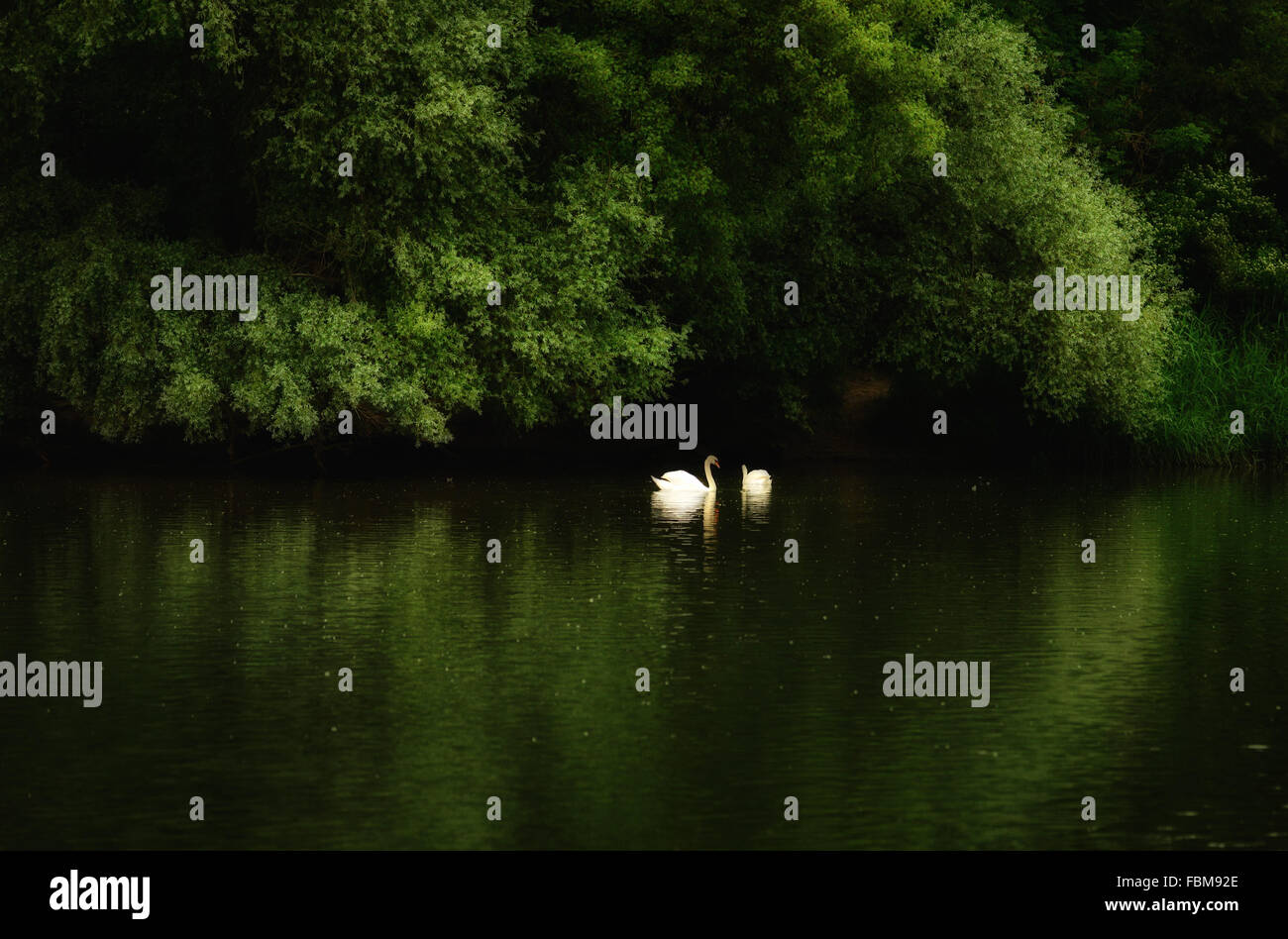 Due cigni su un lago, Argovia, Svizzera Foto Stock