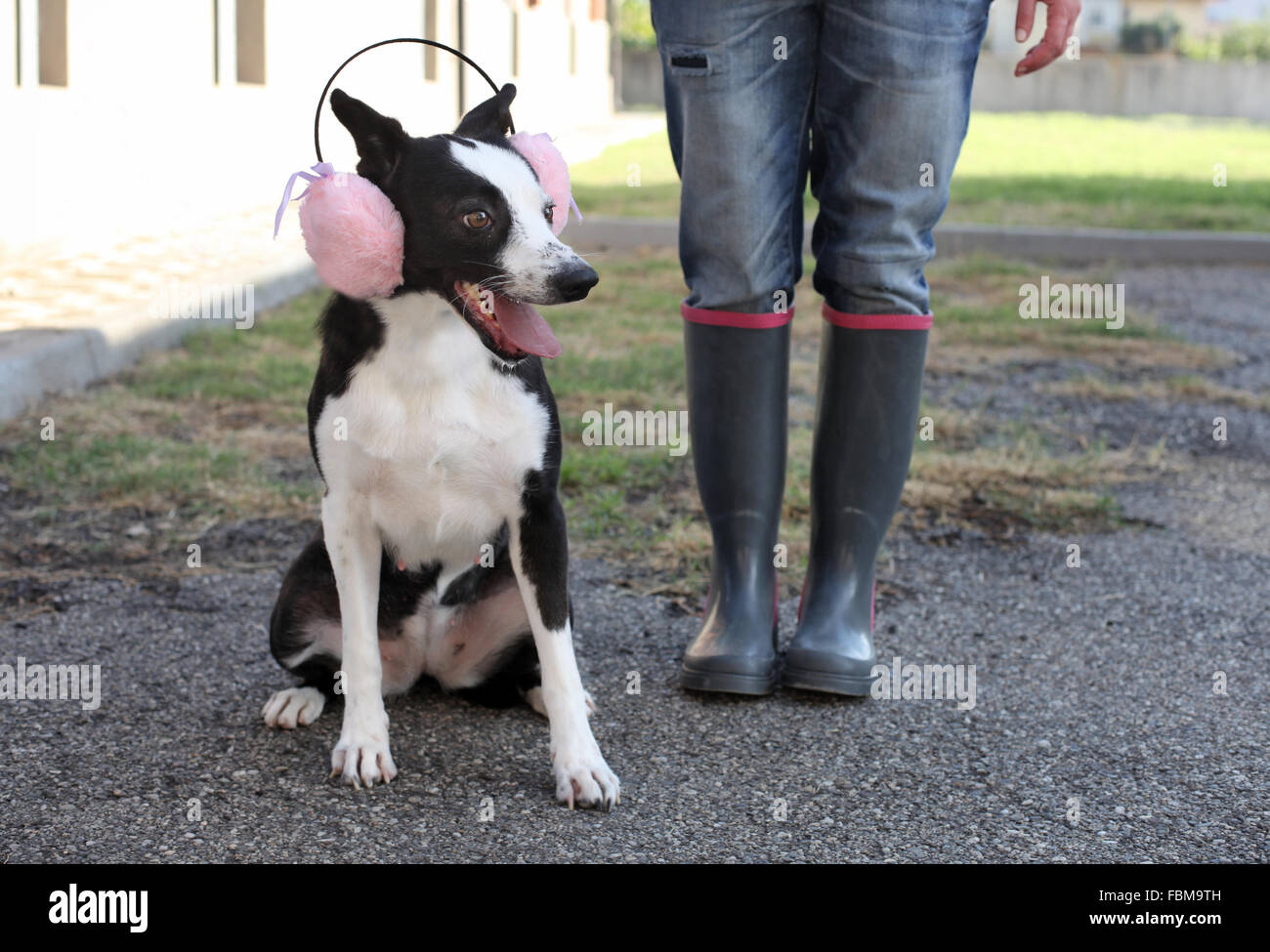 Donna con cane rosa da indossare cuffie antirumore Foto stock - Alamy