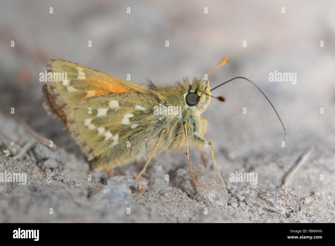 Argento-spotted Skipper (Hesperia virgola) ad aspirare i minerali da un tracciato umido Foto Stock