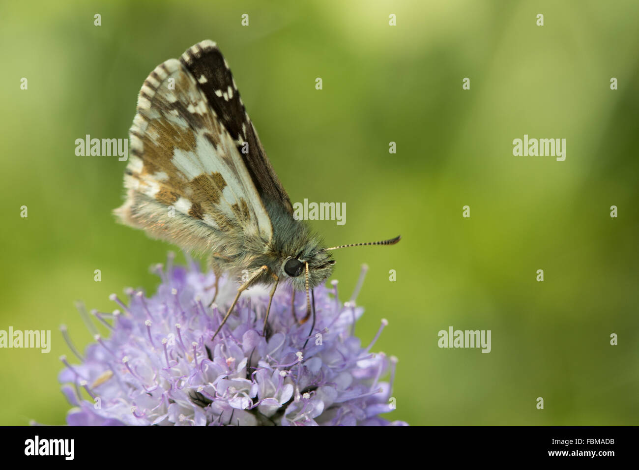 Grande Skipper brizzolato (Pyrgus alveus) alimentazione su un campo Scabious (Knautia arvense) Foto Stock