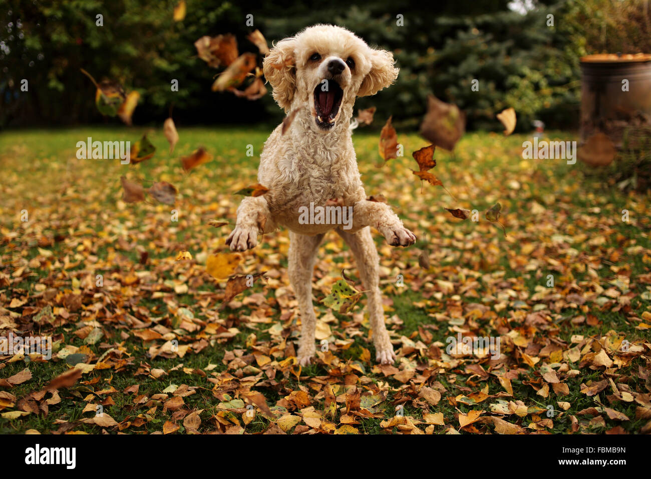 Cane barboncino giocando con foglie di autunno in giardino Foto Stock