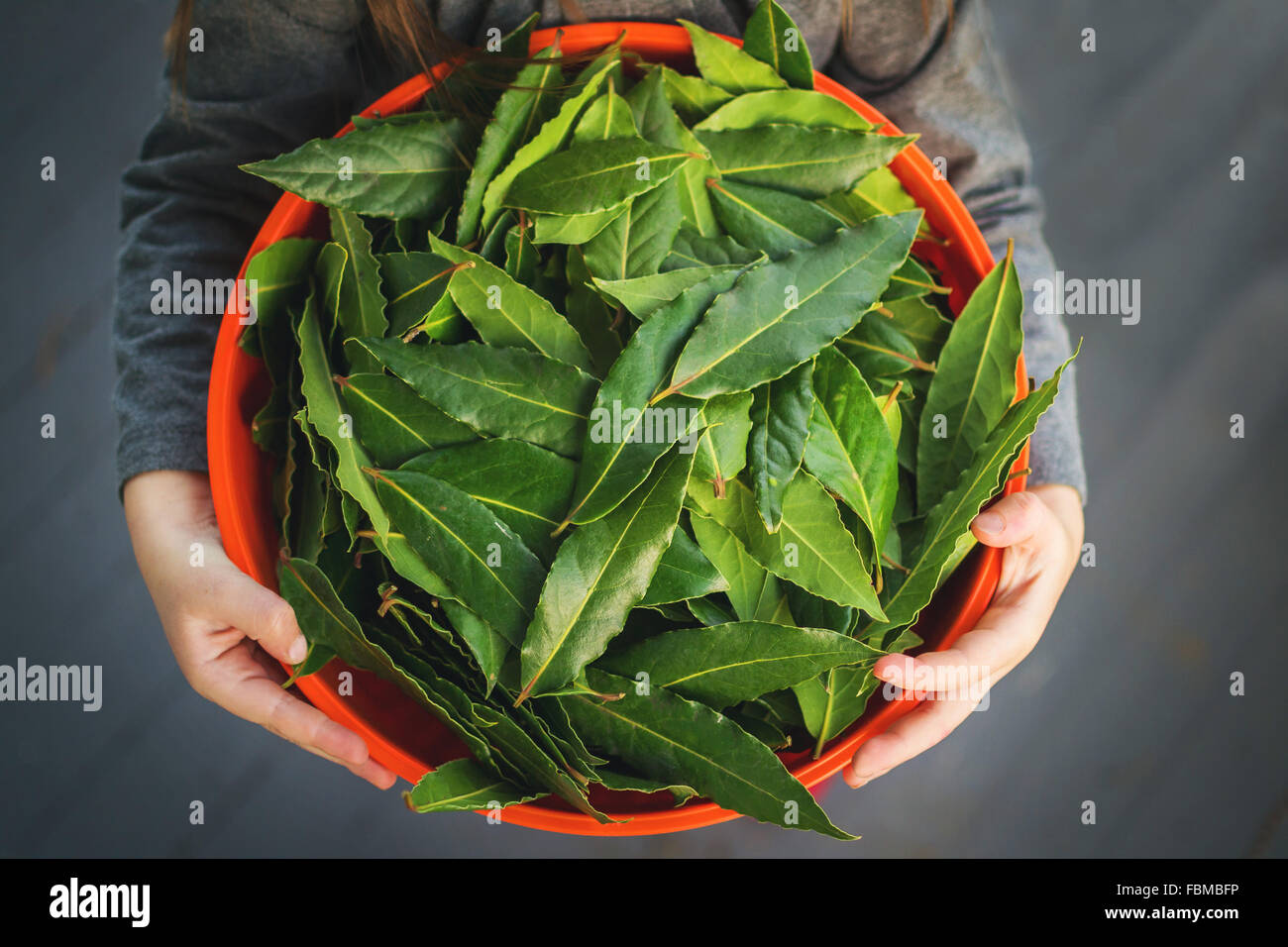 Vista aerea della ragazza con tazza di foglie di alloro Foto Stock