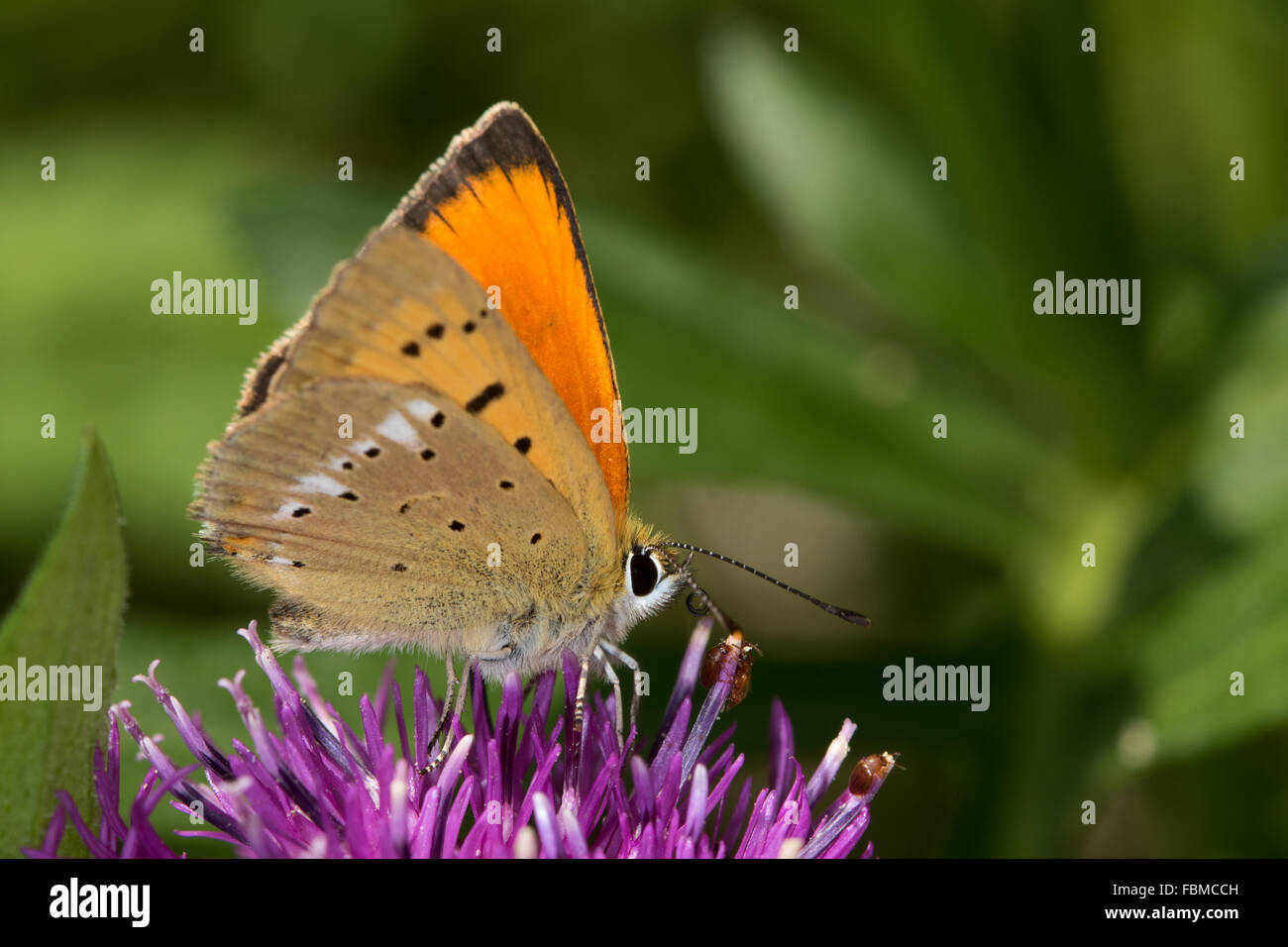 Scarsità di rame (Lycaena virgaureae) Foto Stock