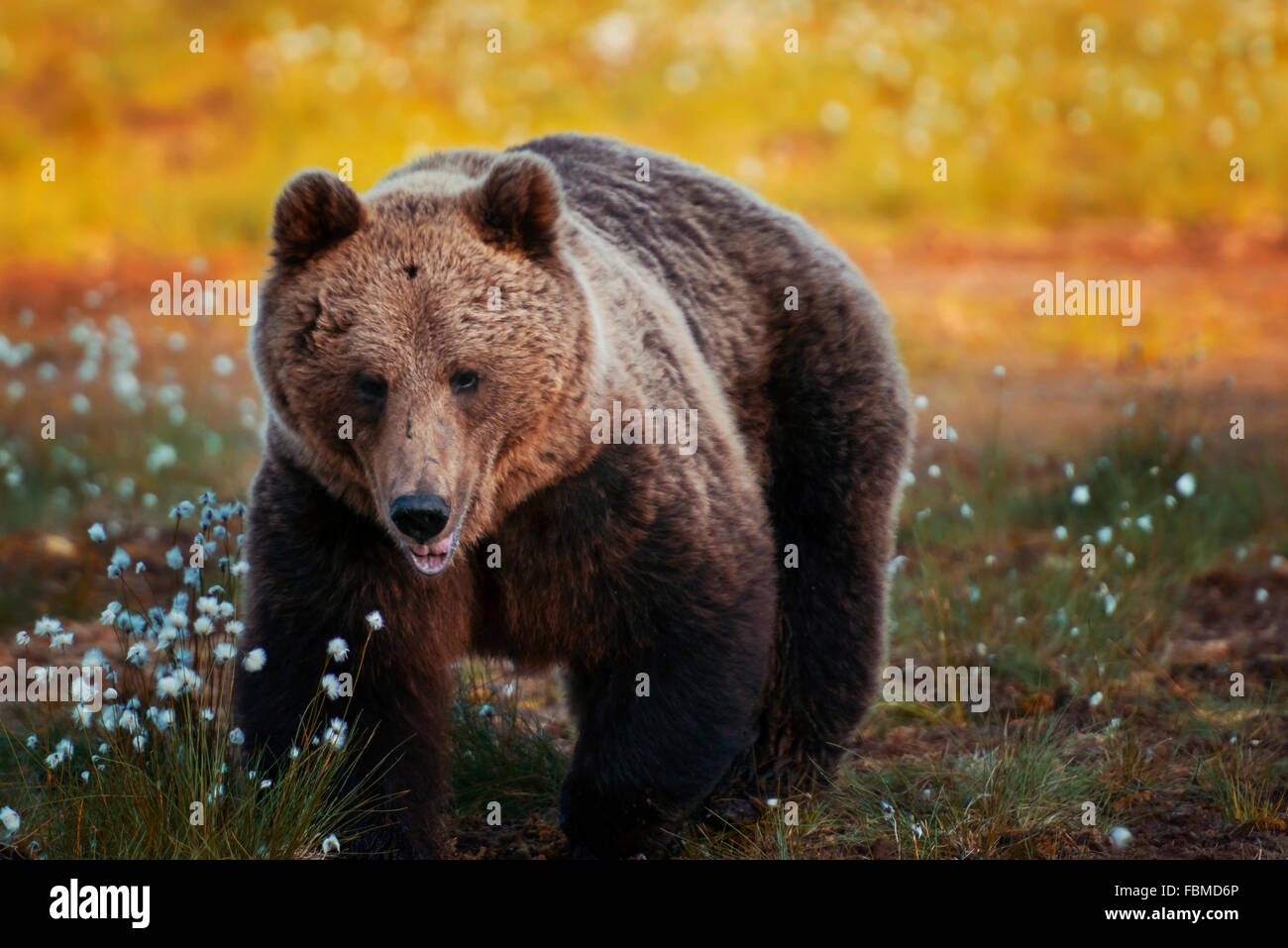 Orso bruno in foresta, Finlandia Foto Stock