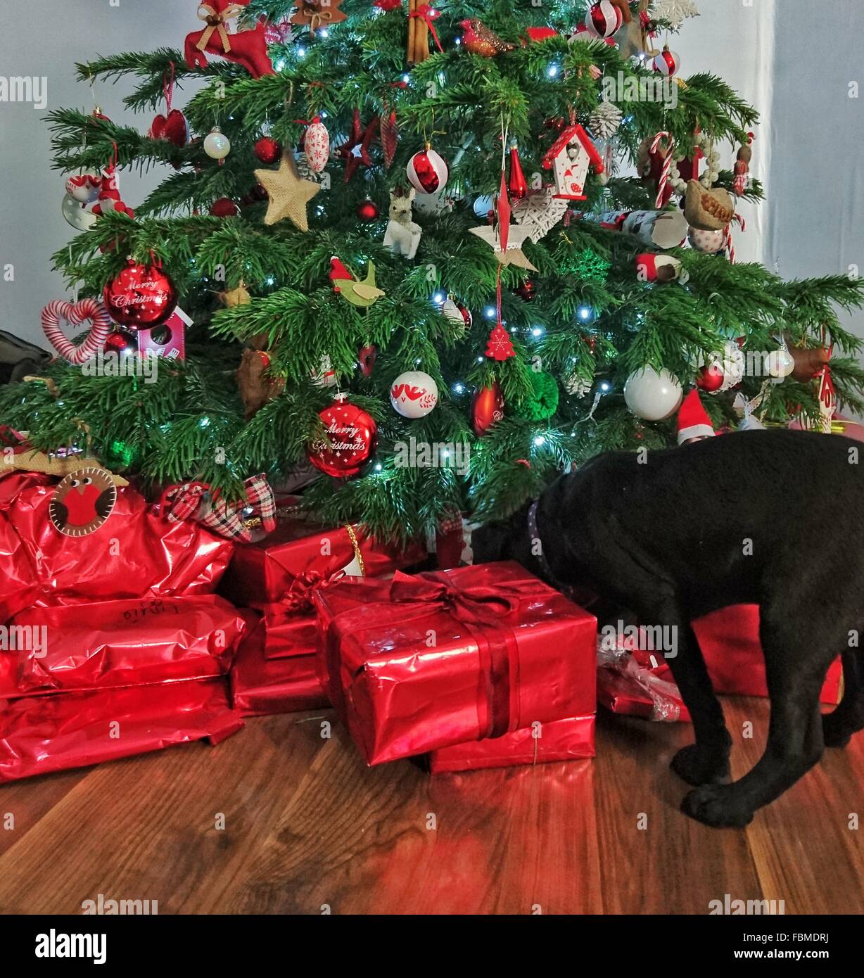 Cane guardando sotto albero di Natale Foto Stock