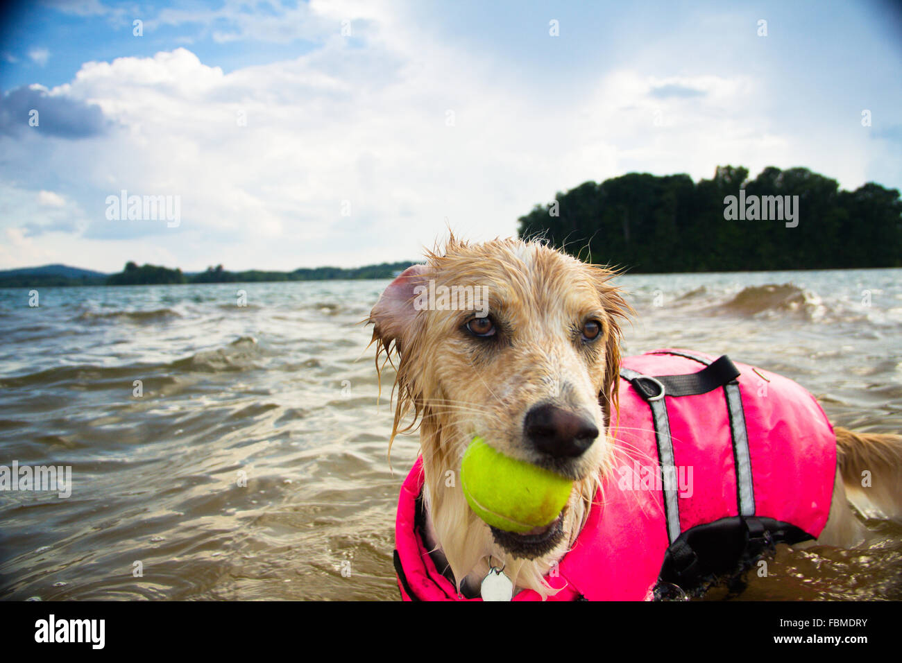 Border Collie cane giocando con la palla da tennis nel lago Foto Stock