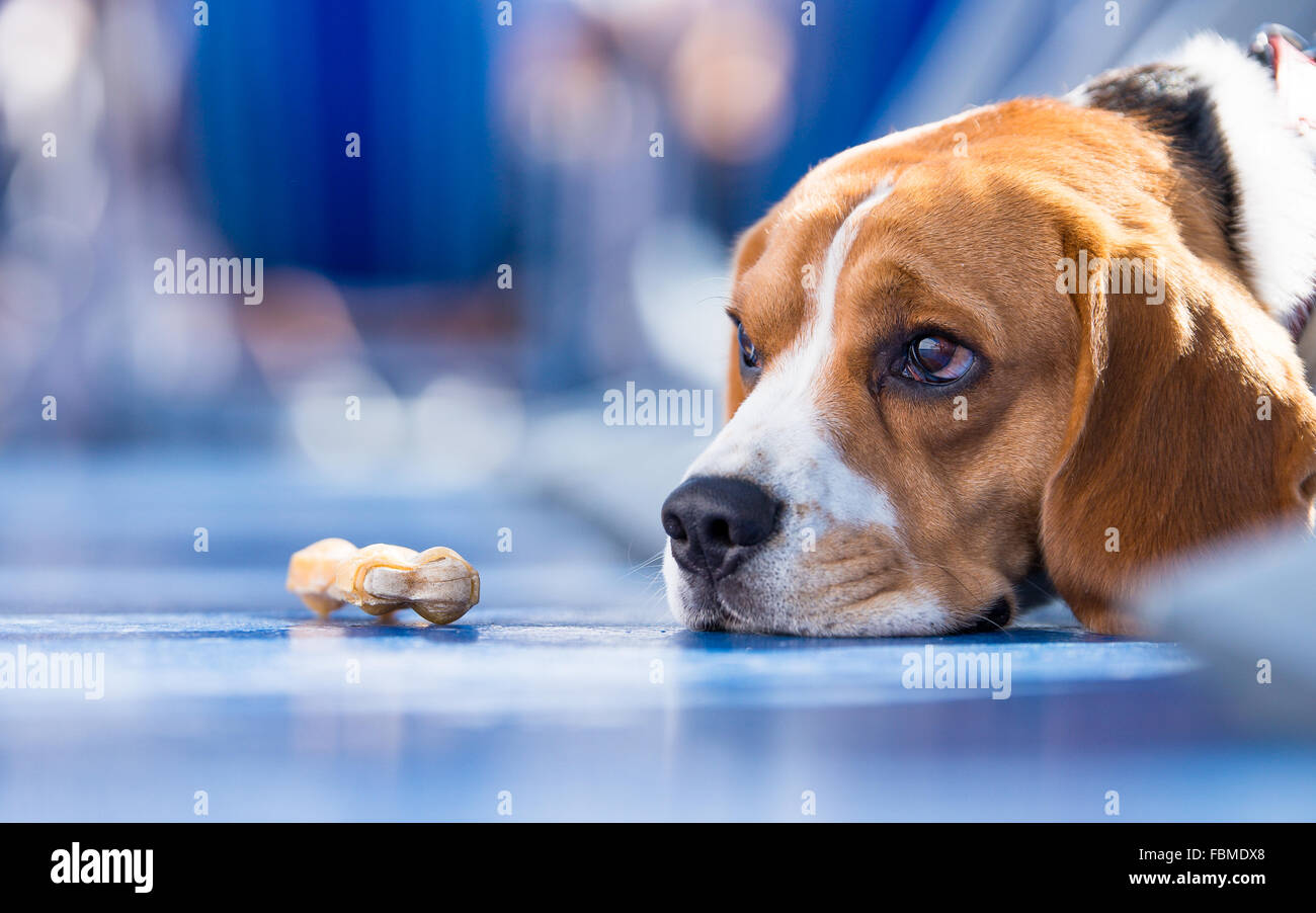 Triste guardando cane beagle con un osso masticare Foto Stock