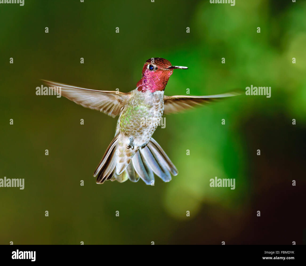 Un uccello gummingbird maschio di Anna che si trova a mezz'aria, Arizona, Stati Uniti Foto Stock