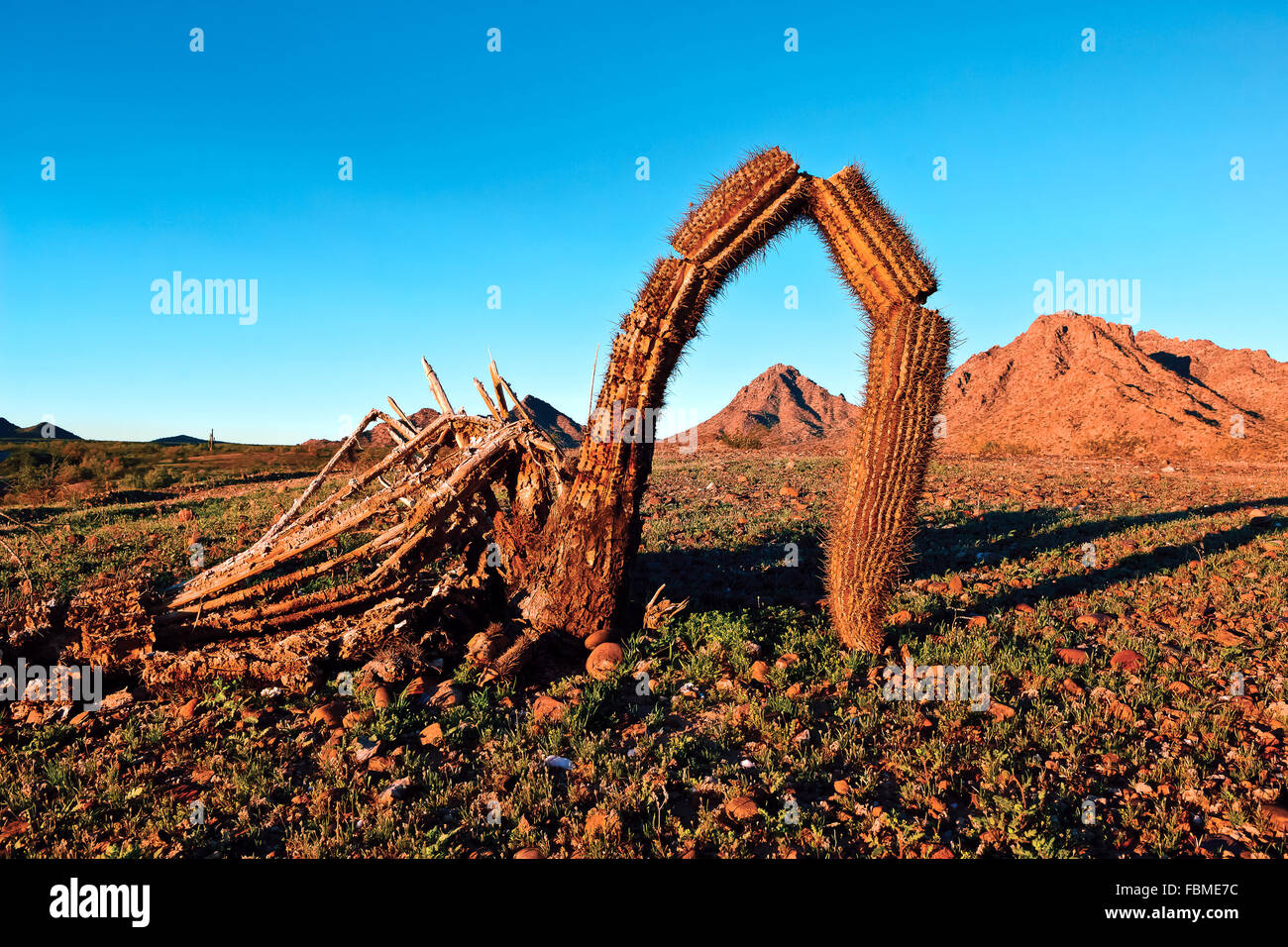 Cactus saguaro rotto, montagne di Gila Bend, Arizona, Stati Uniti Foto Stock