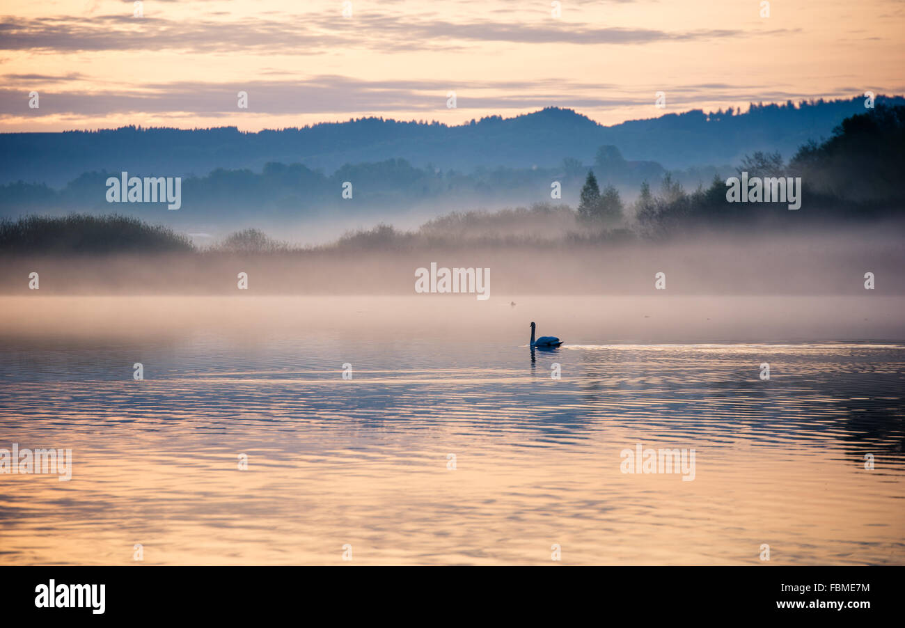 Swan su un lago nella nebbia mattutina, Salisburgo, Austria Foto Stock
