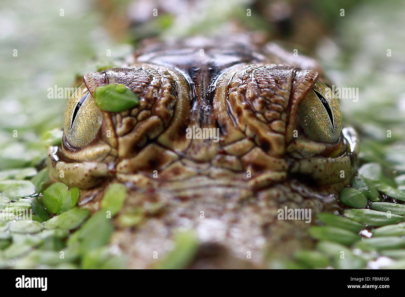 Close-up di un coccodrillo agli occhi Foto Stock