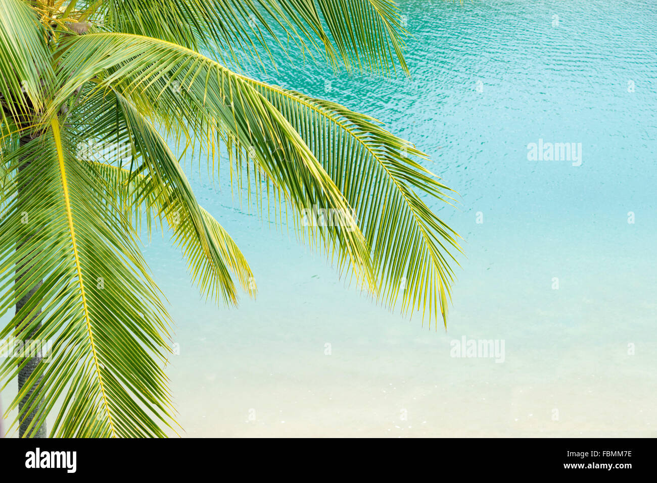 Frammento di pulire il mare turchese acque con focus su verde Palm tree foglie Foto Stock