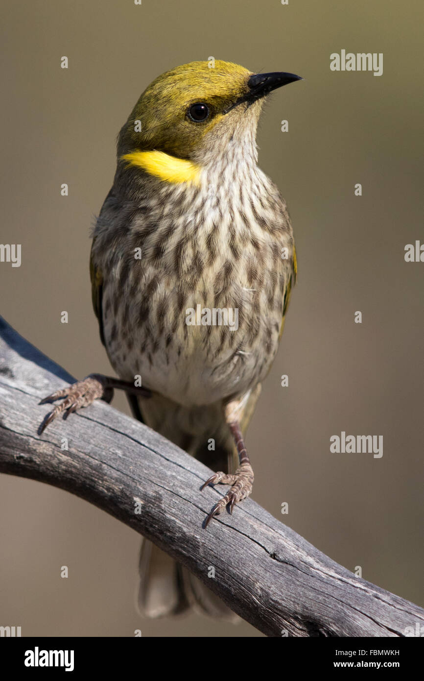 Giallo-Honeyeater piumati (Lichenostomus ornatus) Foto Stock