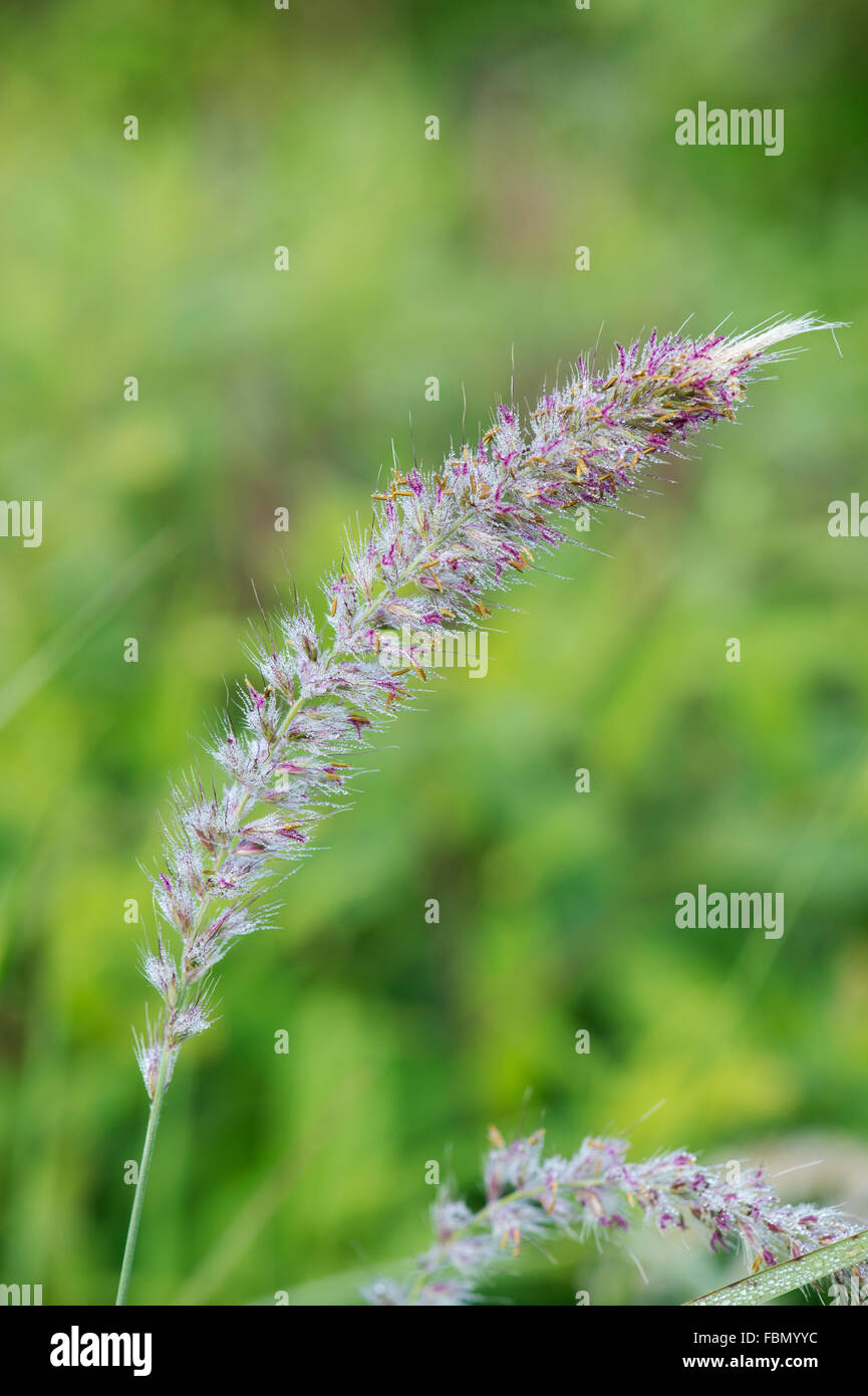 Pennisetum alopecuroides "Hameln'. Cinese di erba fontana "Hameln' coperto di rugiada Foto Stock