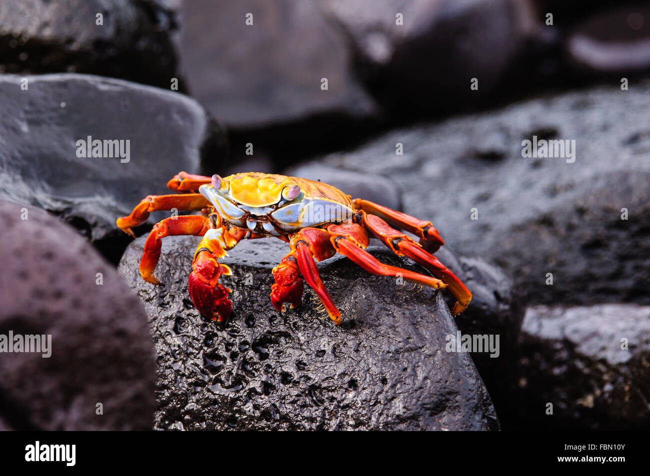 Sally Lightfoot crab sulle rocce Foto Stock