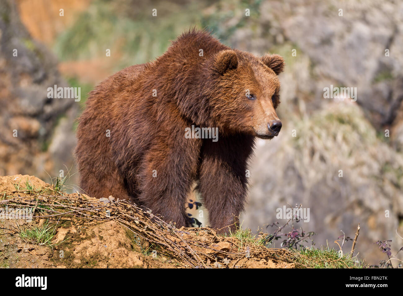 Un marrone (o grizzly) recare in Cabarceno Natura Park Cantabria, Spagna. Foto Stock