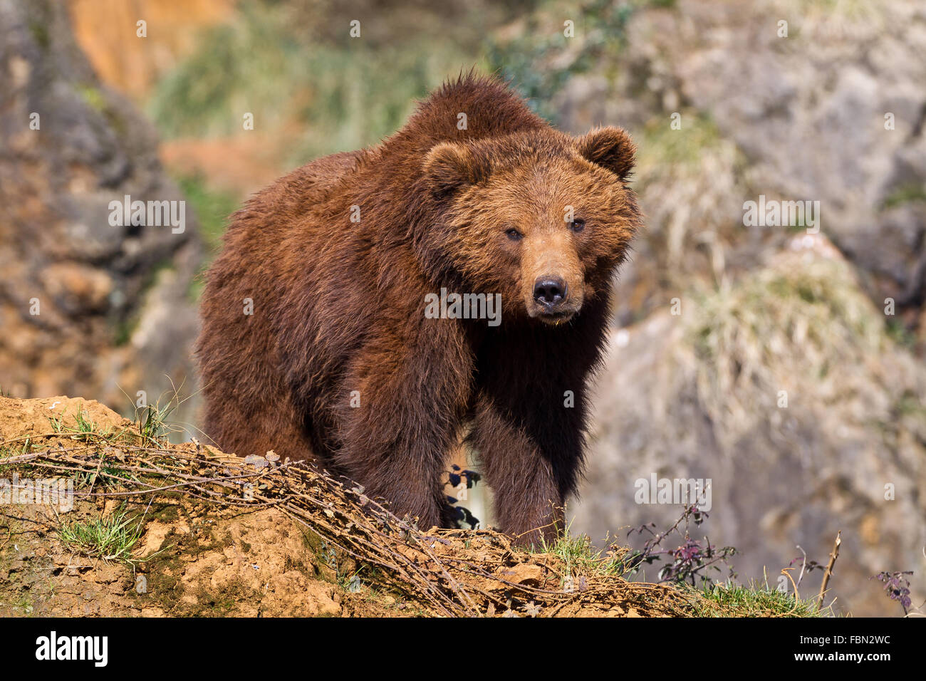 Un marrone (o grizzly) recare in Cabarceno Natura Park Cantabria, Spagna. Foto Stock