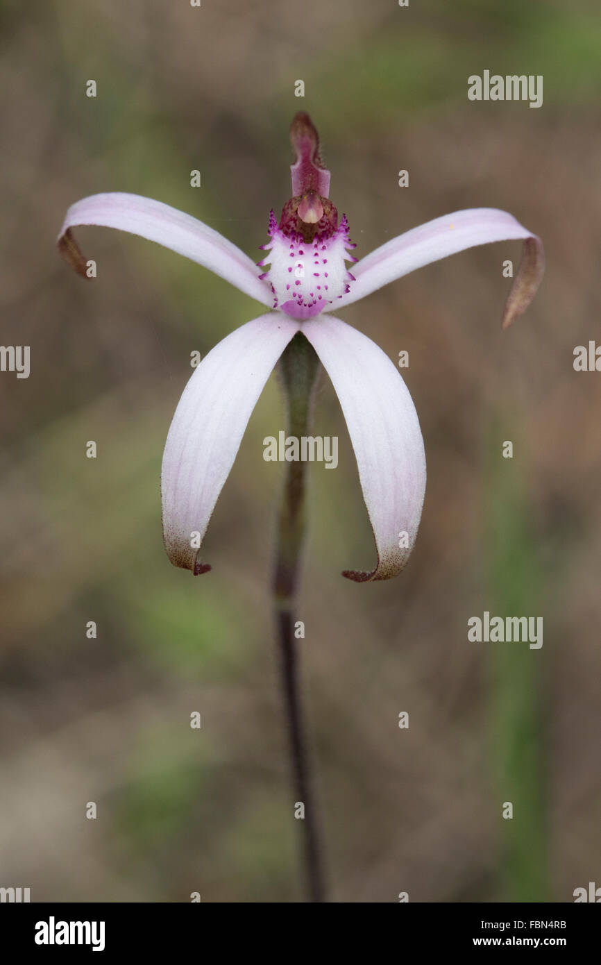 Caramelle rosa Orchidea (Caldenia hirta) Foto Stock