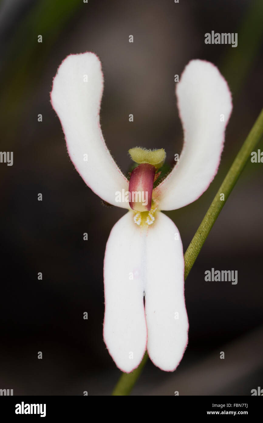 I calci di vacca (Stylidium schoenoides) fiore Foto Stock