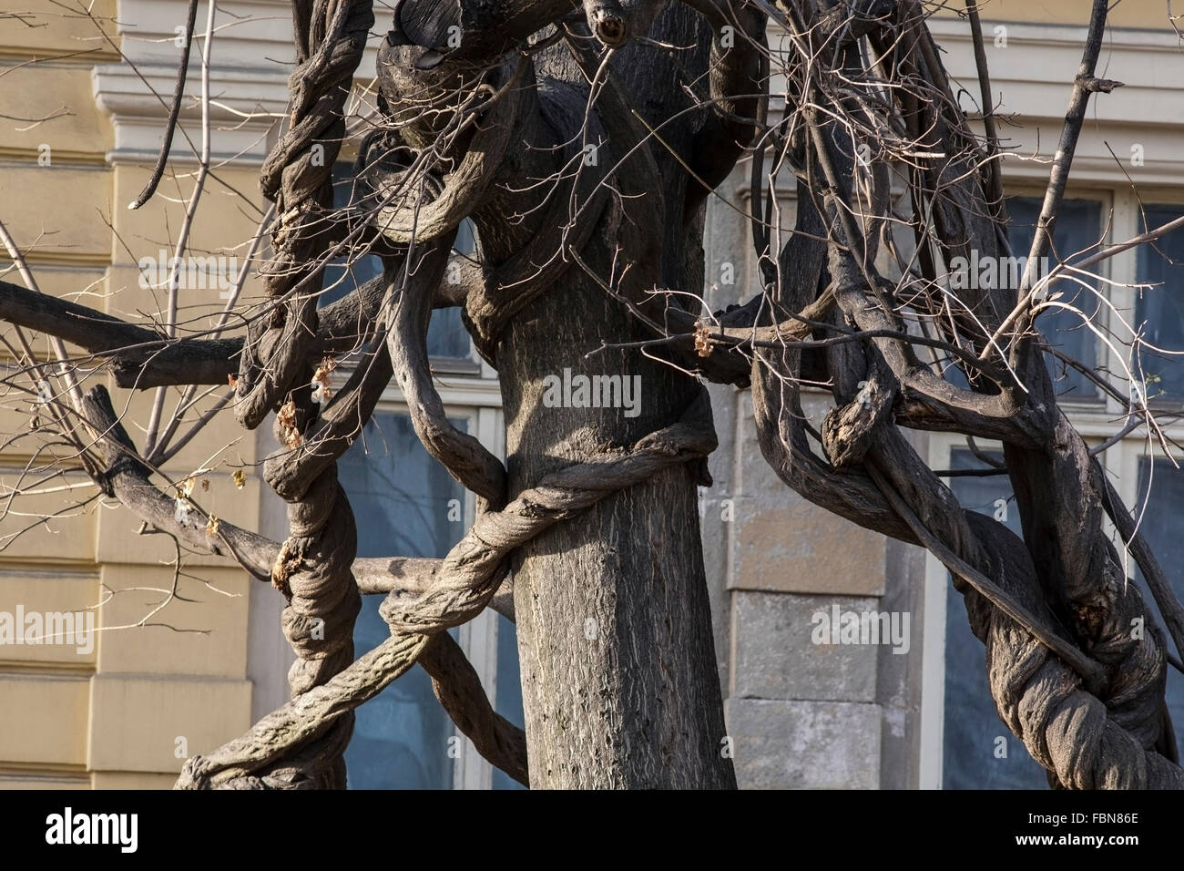 Twisted rami di alberi Foto Stock