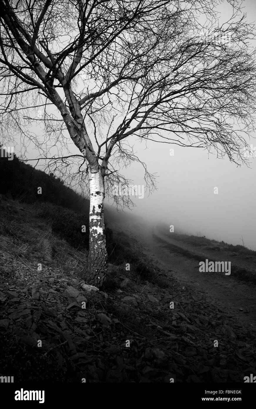 Fotografia di © Jamie Callister. Offa's Dyke sentiero 12 Febbraio 2015 Foto Stock