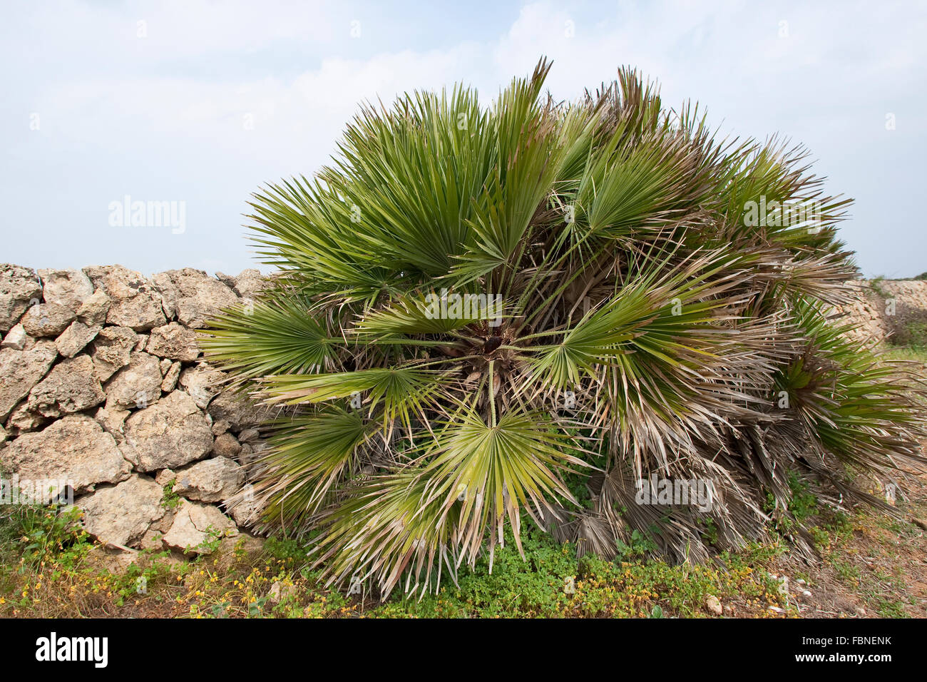 Ventola mediterranea felce, Palmito, Ventola Europeo Palm, Europäische Zwergpalme, Zwerg-Palme, palme, Offenburg, chamaerops humilis Foto Stock