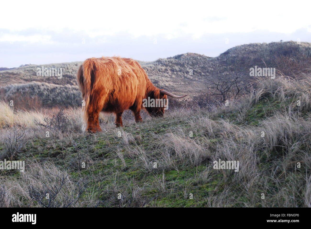 Wild highland mucca con capelli lunghi circondato da hairy cercando erba in Olanda dune Foto Stock