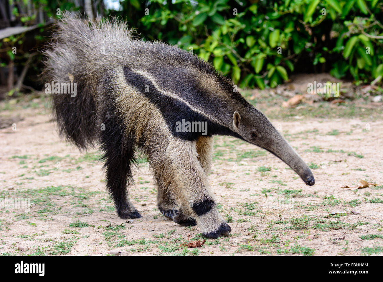 Anteater gigante in movimento Foto Stock