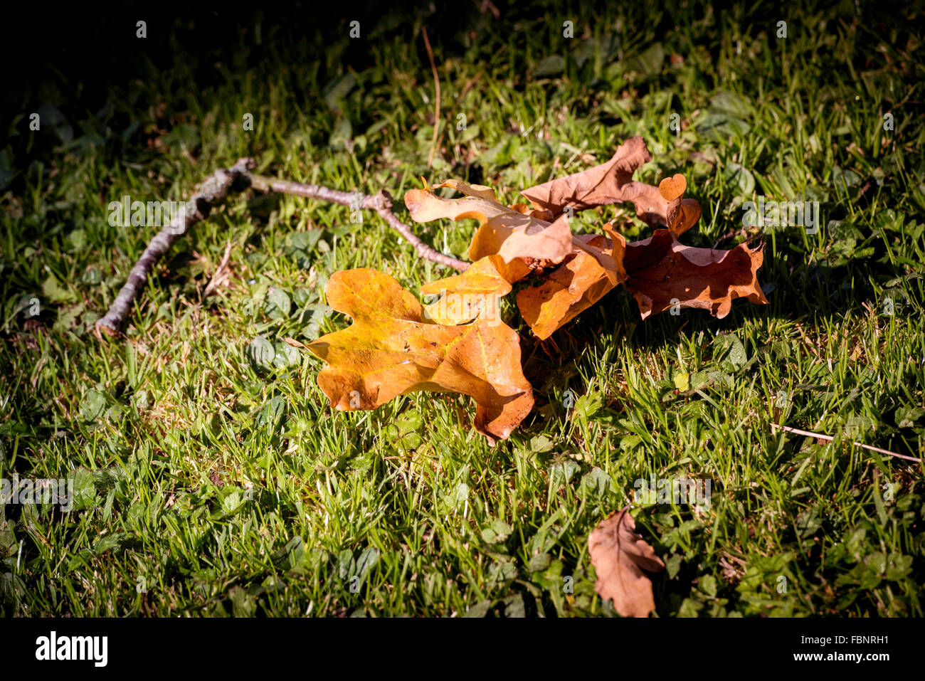 Mattina sole invernale su foglie cadute in un giardino West Sussex. Foto Stock