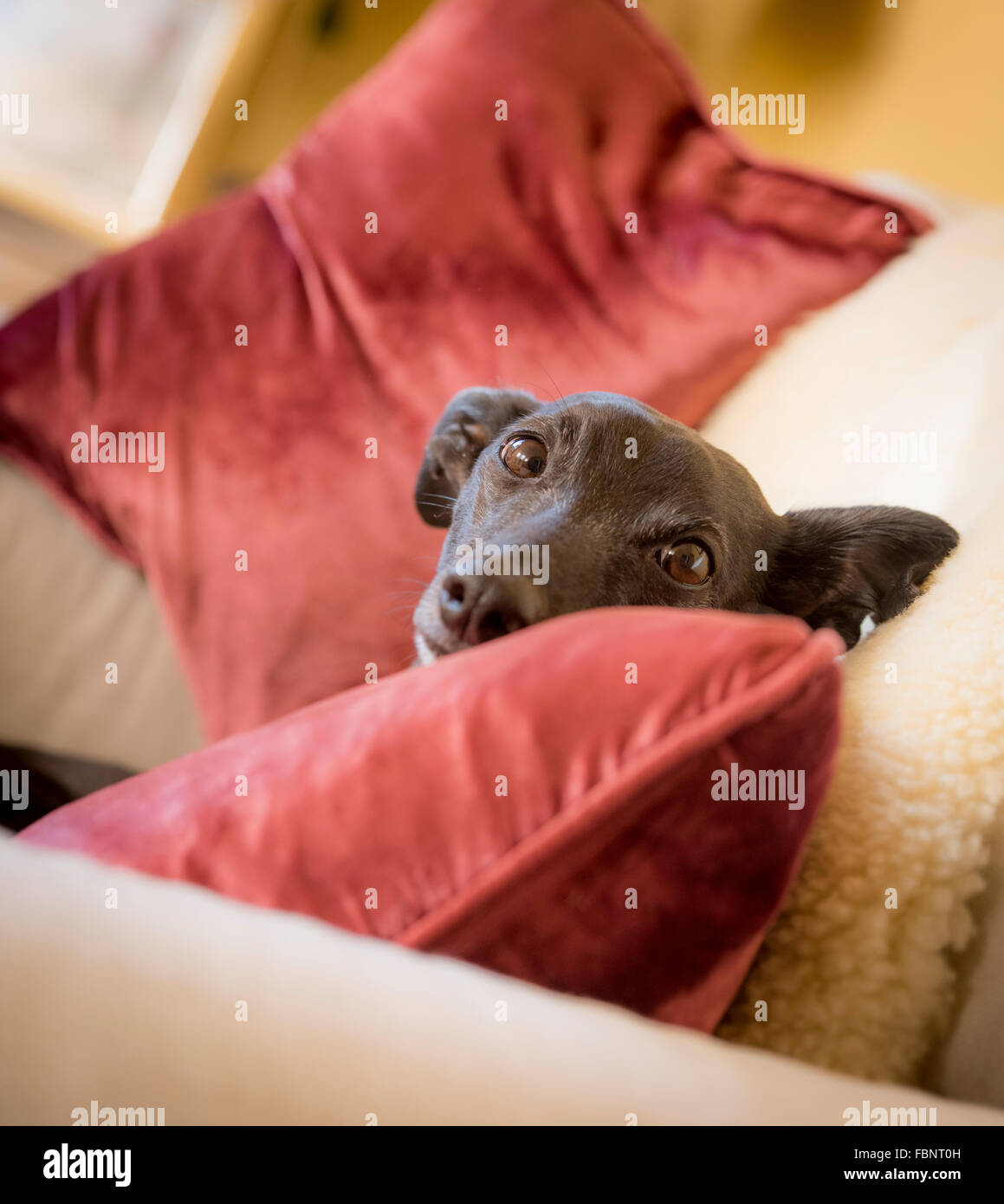 Whippet godersi la loro vacanza presso il Whippet Hotel nel West Sussex, Regno Unito. Foto Stock